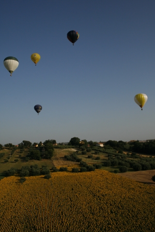 sorvolo campo di girasoli
